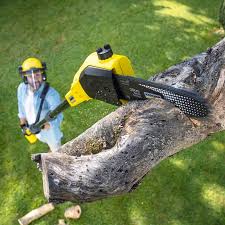 Best Stump Grinding and Removal  in Cortland, OH