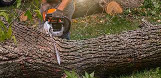  Cortland, OH Tree Services Pros