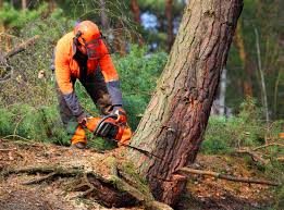 Best Hazardous Tree Removal  in Cortland, OH