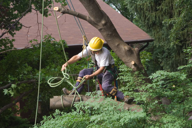 Best Tree Risk Assessment  in Cortland, OH