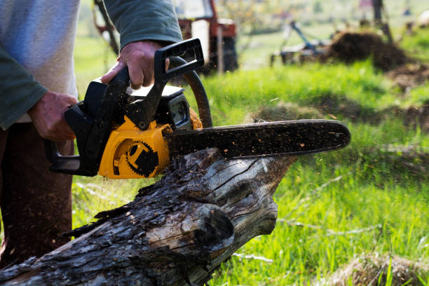 Best Tree Maintenance Programs  in Cortland, OH