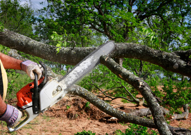 Best Tree Mulching  in Cortland, OH