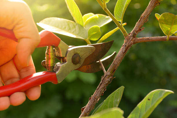 Best Tree and Shrub Care  in Cortland, OH